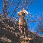 Meta's Llama AI logo with digital background