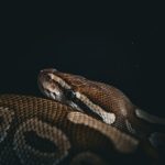 AI programming in Python for the future.