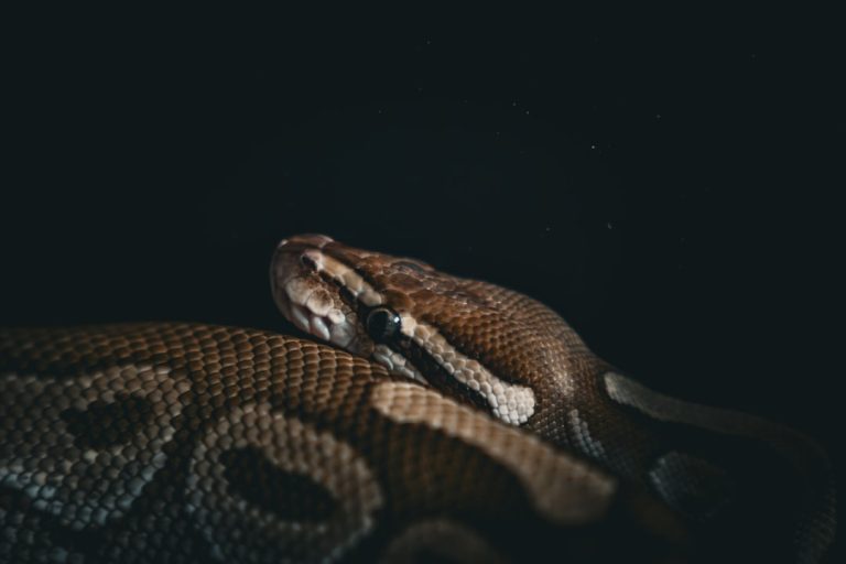 AI programming in Python for the future.